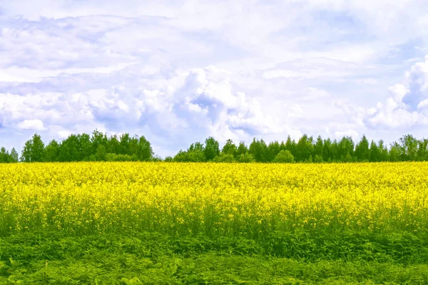 Поле с ярко-желтыми цветами рапса — стоковое фото