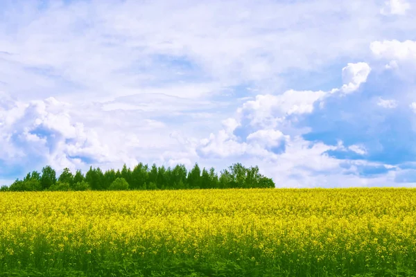 Pole s jasně žlutými květy řepky olejné — Stock fotografie