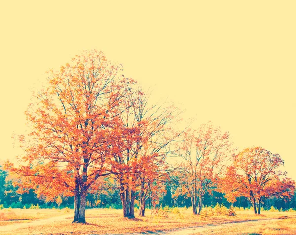 Jesienny krajobraz. Drzewa z jasnych kolorowych liści — Zdjęcie stockowe