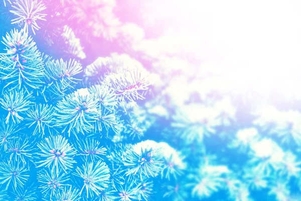 Forest in the frost. Winter landscape. Snow covered trees. — Stock Photo, Image