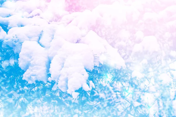 Frozen winter forest with snow covered trees. — Stock Photo, Image