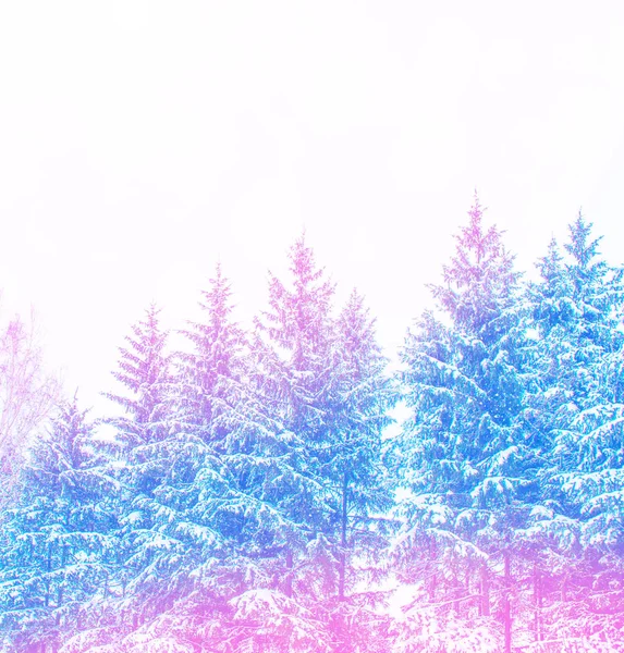 Κατεψυγμένα χειμερινά δάση με χιονισμένα δέντρα. — Φωτογραφία Αρχείου