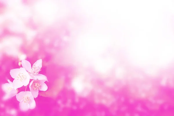 Jasmim branco O ramo delicadas flores de primavera — Fotografia de Stock