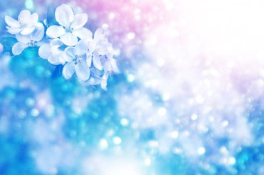 Parlak renkli bahar çiçekleri