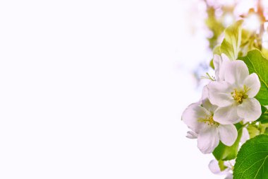 Parlak renkli bahar çiçekleri