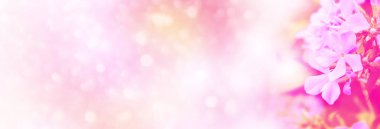 Sonbahar manzara bir arka plan üzerinde renkli phlox çiçekler