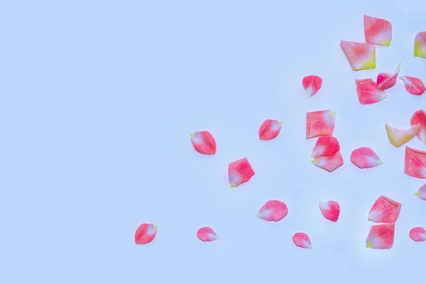 Rosa brillante pétalos de rosa . — Foto de Stock