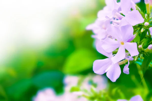 Colorful phlox flowers on a background of the autumn landscape — Stock Photo, Image