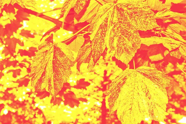 Paisagem de outono com folhagem colorida brilhante. Verão indiano . — Fotografia de Stock