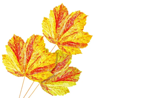 Яркие цветные осенние листья — стоковое фото