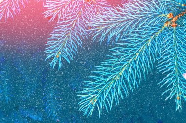  Donmuş orman. Kış manzarası. Karla kaplı ağaçlar. 