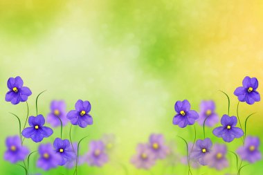 İlk hassas bahar çiçek Menekşe