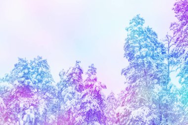  Karla kaplı ağaçlarla donuk kış ormanı.