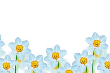 våren blommor narcissus isolerad på vit bakgrund
