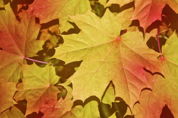 Herbstlandschaft mit leuchtend buntem Laub. Indischer Sommer. — Stockfoto