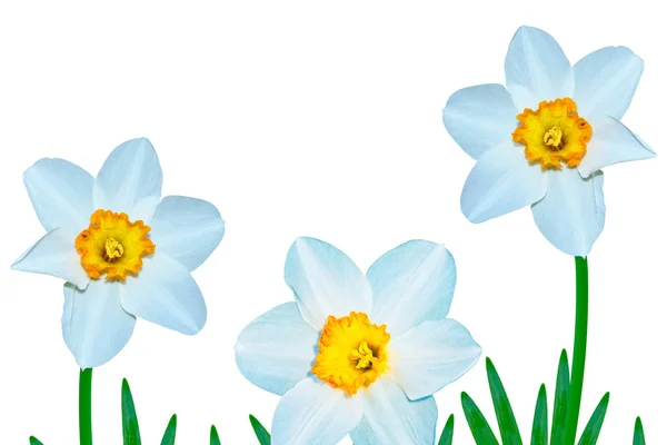 孤立的白色背景上的春天花水仙 — 图库照片