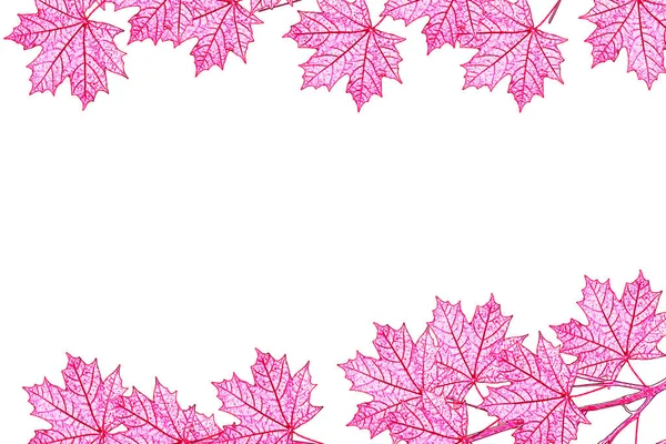 The branch of autumn maple leaves isolated on white background. — Stock Photo, Image