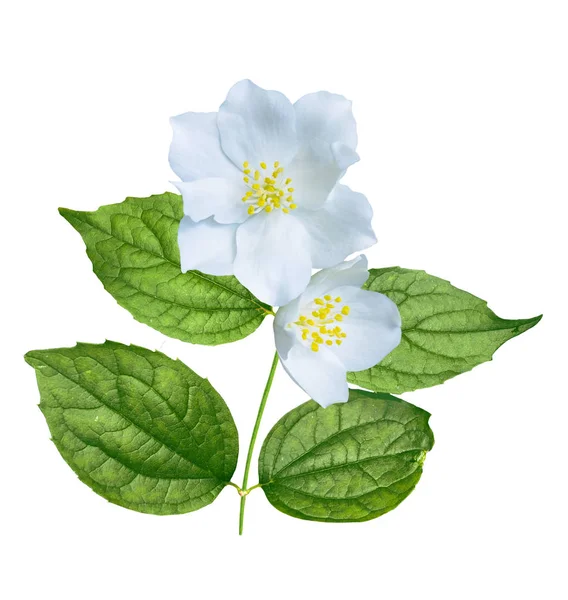 Branch of jasmine flowers isolated on white background. — Stock Photo, Image