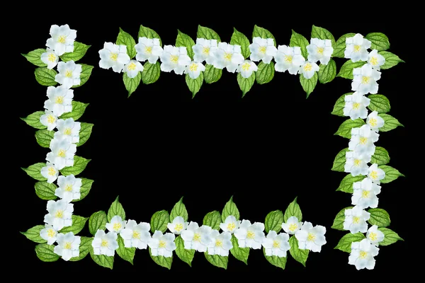 Branch of jasmine flowers isolated on black background. — Stock Photo, Image