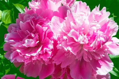 Sonbahar manzara bir arka planda renkli şakayık çiçekler