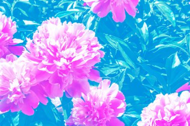 Sonbahar manzara bir arka planda renkli şakayık çiçekler