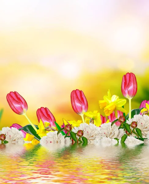 Flores de primavera brilhantes e coloridas narcisos e tulipas — Fotografia de Stock