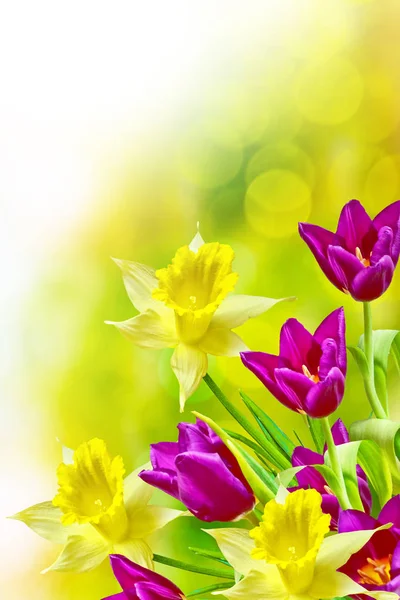 Яскраві і барвисті весняні квіти нарциси і тюльпани — стокове фото
