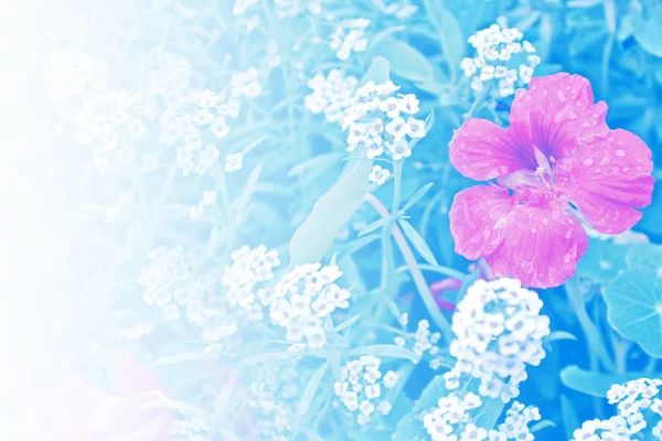 한 련 꽃입니다. 여름 풍경 — 스톡 사진