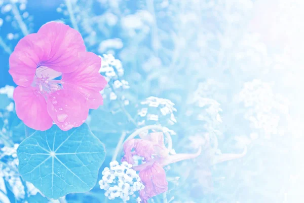 Fleurs de nasturtium. Paysage d'été — Photo