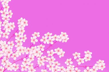  Çiçekli kiraz. Bahar çiçekli Bahçe.