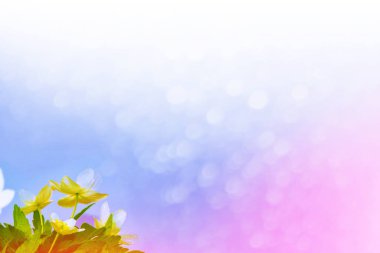 İlk narin bahar kar damlası.