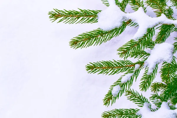 Fryst vinterskog med snötäckta träd. — Stockfoto