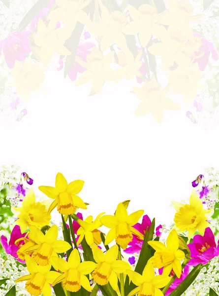 Luminosi fiori primaverili colorati di narcisi e tulipani isolati — Foto Stock