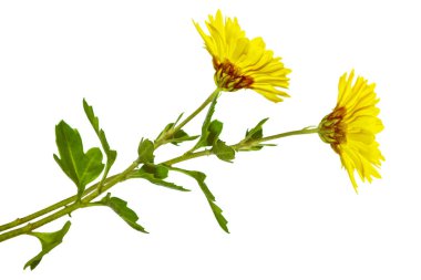 Çiçeklerin kasımpatı sonbahar renkli