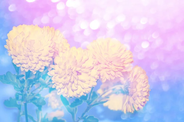 Цветущие осенние цветы хризантемы — стоковое фото