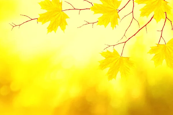 Paisaje de otoño con follaje de colores brillantes. Verano indio . —  Fotos de Stock