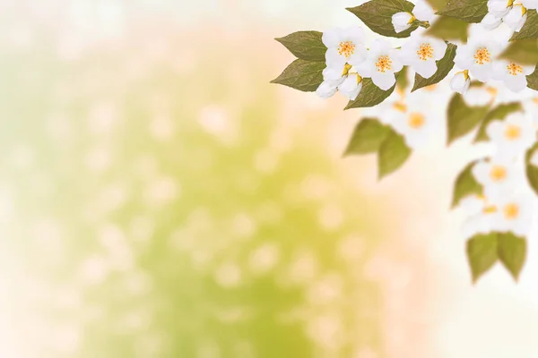 Witte jasmijn de tak delicate Lentebloemen — Stockfoto