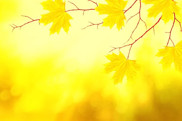 Paisagem de outono com folhagem colorida brilhante. Verão indiano . Fotografias De Stock Royalty-Free