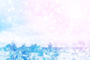  Karla kaplı ağaçlarla donuk kış ormanı.