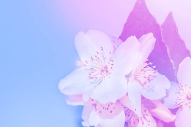 Yasemin şube hassas bahar çiçekleri beyaz