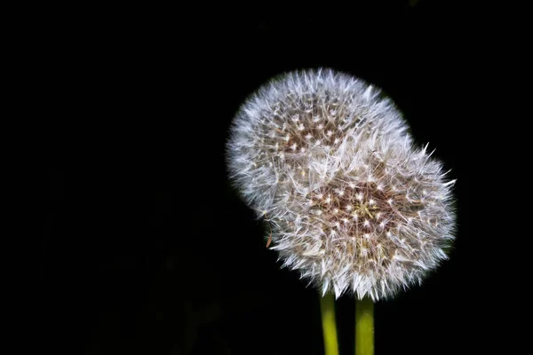 Löwenzahnblüte auf schwarzem Hintergrund. — Stockfoto