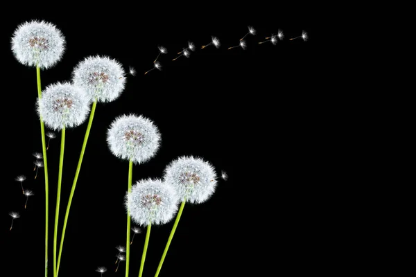 Пухнасті квітка кульбаба — стокове фото