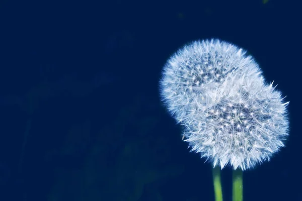 Пухнаста квітка кульбаби на тлі літньої смуги — стокове фото