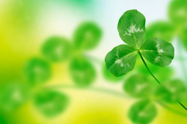 Yeşil yonca bir arka plan yaz manzara üzerinde bırakır. St.Patrick