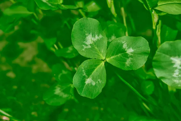 Πράσινο τριφύλλι αφήνει σε ένα τοπίο με φόντο το καλοκαίρι. St.Patrick — Φωτογραφία Αρχείου