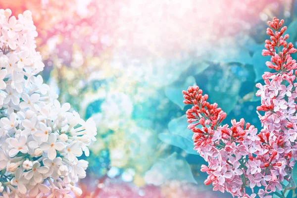 Fleurs lumineuses et colorées lilas — Photo