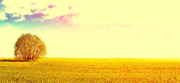 Paisagem com as árvores verdes brilhantes e céu azul . — Fotografia de Stock