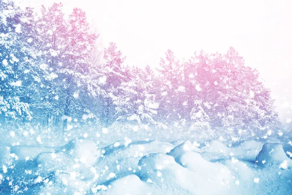 Fagyasztott téli erdő havas fákkal. — Stock Fotó