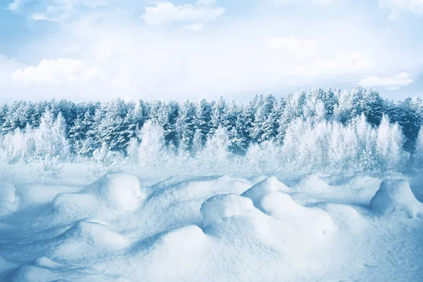 Foresta invernale ghiacciata con alberi innevati. — Foto Stock