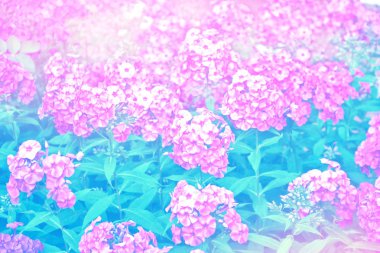 Sonbahar manzara bir arka plan üzerinde renkli phlox çiçekler